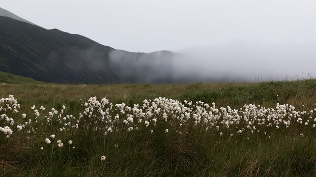 Meadow with seedheads and distant mountains covered in fog