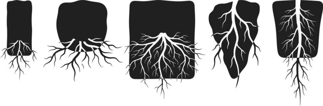 Set of black soil blocks with white tree roots growing downwards.