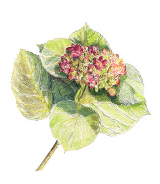 Hydrangea flower colored pencils illustration isolated on transparent background. Whimsical hand drawn artwork of the spring flower with lush leaves