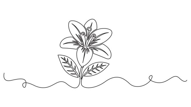 Animated self drawing of continuous line draw beautiful abstract poppy flower. Minimal fresh beauty natural concept., Self animated single continuous line drawing of a lily flower. Full length one lin