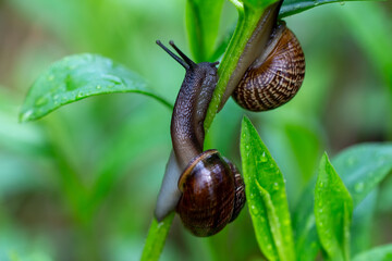 Golden Morning Serenity — A Snail in Warm Sunrise Light © kordeo
