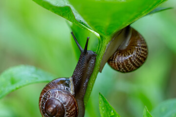 Tranquil Wildlife — Snail Exploring Dewy Foliage at Golden Hour © kordeo