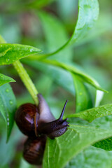 Harmony of Nature — Brown Snail Among Morning Flowers and Grass © kordeo