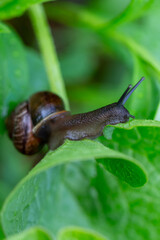 Bokeh Dreamscape — Macro Shot of a Snail Bathed in Golden Dawn Light © kordeo
