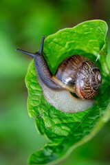 Golden Hour Serenity — Brown Garden Snail in Morning Dew and Wild Foliage © kordeo