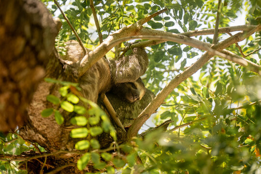 View of a sloth sleeping peacefully on a tree branch surrounded by lush green foliage in the tropical environment in Cartagena, Bolivar, Colombia.
