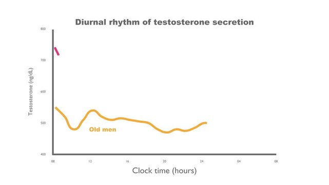 A line graph compares daily testosterone levels in young and old men. Young men show a strong diurnal rhythm with morning peak, while older men have lower, flatter secretion across the day.