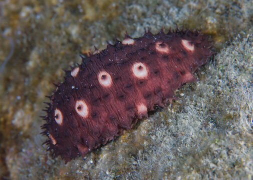 Sea cucumber from the Mediterranean Sea