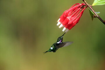 The white-bellied woodstar (Chaetocercus mulsant) is a species of hummingbird in tribe Mellisugini of subfamily Trochilinae, the "bee hummingbirds". © feathercollector