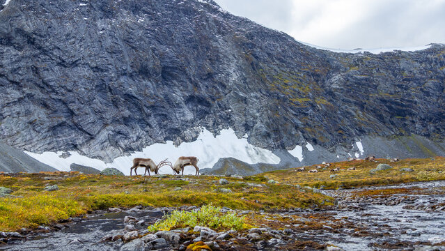 View of two reindeer sparring in the rugged landscape of Veslelangdalen with a flowing stream, rocky mountain slopes, and patches of snow in Valldal, More og Romsdal, Norway.