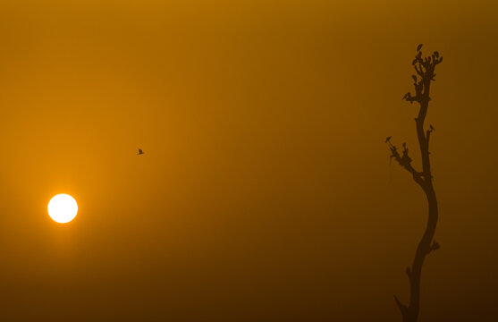 View of a silhouette of a tree against a vibrant orange sky during sunset in Multan City, Punjab, Pakistan.