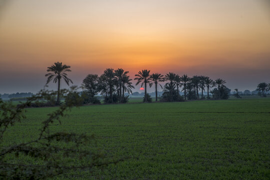 View of a line of palm trees silhouetted against a vibrant sunset sky over a lush green field in Multan City, Punjab, Pakistan.
