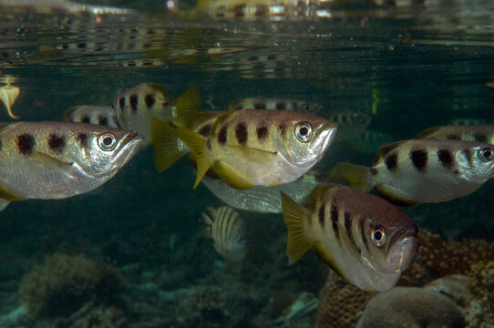 Archer Fishes, Toxotes jaculatrix, in mangroves, Raja Ampat, Indonesia