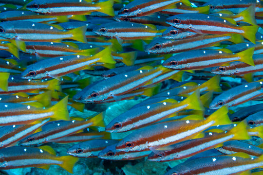 Two spot snappers, Lutjanus biguttatus,  Raja Ampat Indonesia.