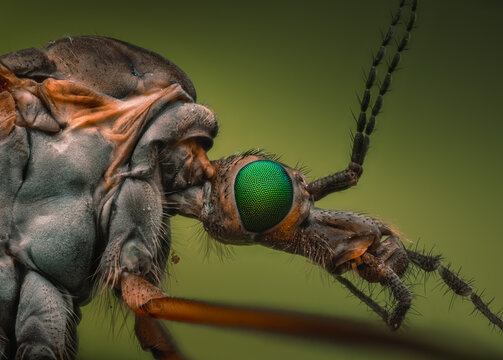Extreme Macro of a Crane Fly (Tipula)