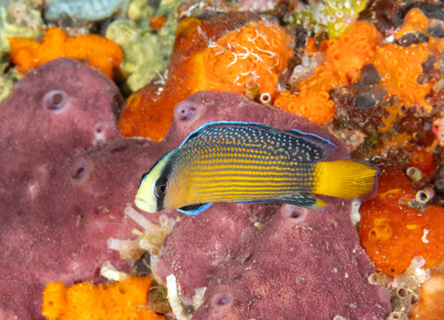 Splendid dotyback, Pseudochromis splendens, Raja Ampat Indonesia