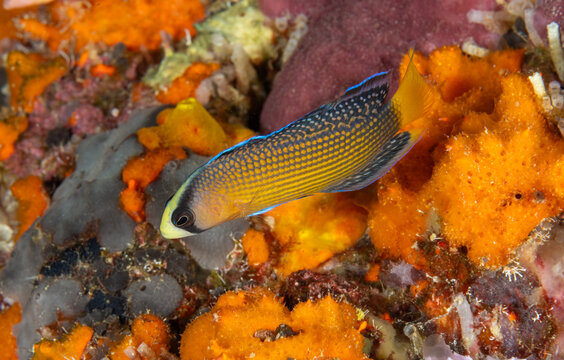 Splendid dotyback, Pseudochromis splendens, Raja Ampat Indonesia