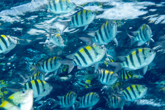 Sergeant major damsels, Abudefduf vaigiensis,  Raja Ampat Indonesia.