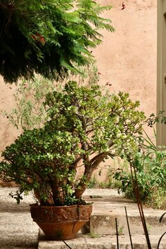 flower pot in the garden of Oudaya, Rabat Morocco 
