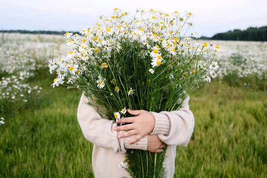 Girl hides behind a large bouquet of camomile flowers in a field