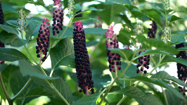Ripe Phytolacca americana berries hang in elongated racemes with magenta stems, surrounded by broad green foliage under soft summer light.