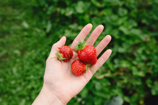 Woman holds fresh strawberry in hand during summer harvest