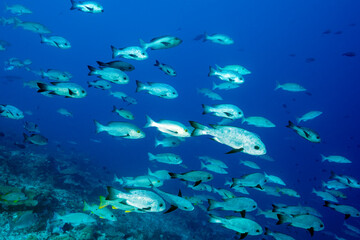 Obraz premium School of midnight snapper, Macolor macularis, Raja Ampat Indonesia
