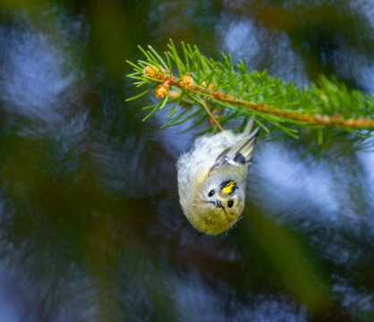 View of a small goldcrest bird hanging upside down from a spruce branch in the forest in Valldal, More og Romsdal, Norway.