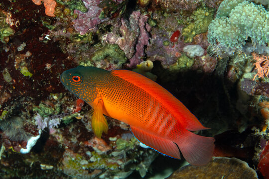 Red dottyback, Labracinus cyclophthalmus, Raja Ampat Indonesia.