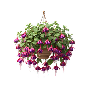 Hanging basket of fuchsia flowers in bloom