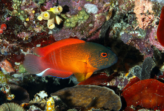 Red dottyback, Labracinus cyclophthalmus, Raja Ampat Indonesia.
