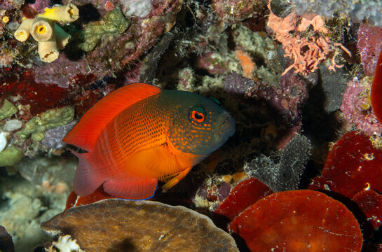 Red dottyback, Labracinus cyclophthalmus, Raja Ampat Indonesia.
