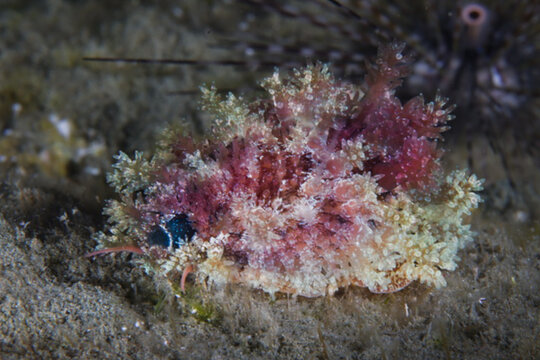 Cowrie marine snail - Naria spurca