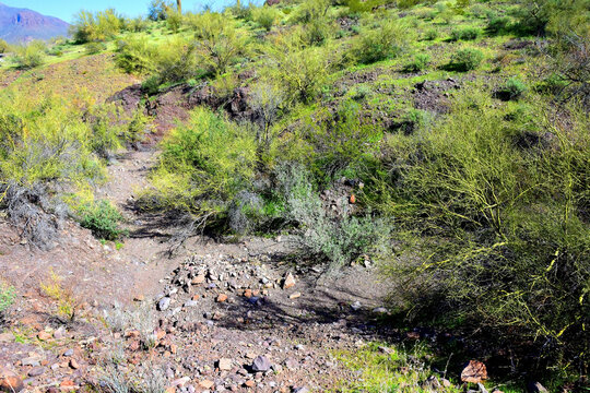 Arizona Desert Arroyo