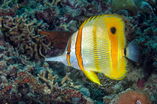 Copperband coralfish Chelmon rostratus, Raja Ampat Indonesia