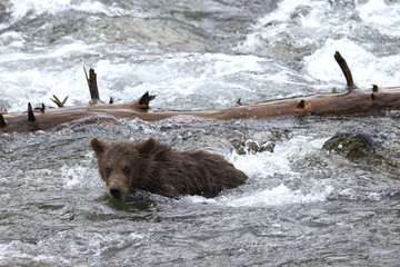 Bear cub at Brooks Falls Katamai national Park © Stefano
