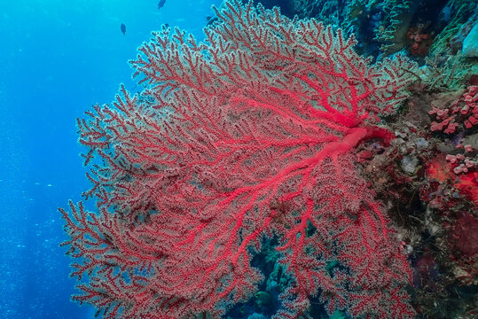 View of a vibrant red sea fan coral thriving on a tropical reef in Raja Ampat, Southwest Papua, Indonesia.