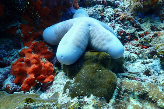 View of a smooth blue starfish resting on a dark brown sponge amidst vibrant orange sponges and coral reef textures in Raja Ampat, Southwest Papua, Indonesia.