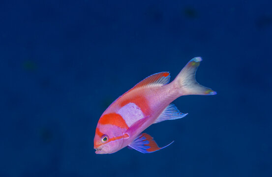 Male squarespot anthias, Pseudanthias pleurotaenia, Raja Ampat Indonesia.