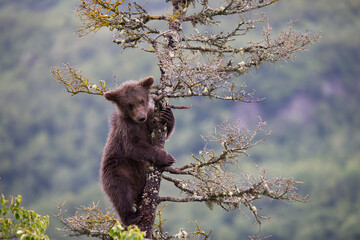 Bear cub at Brooks Falls Katamai national Park © Stefano