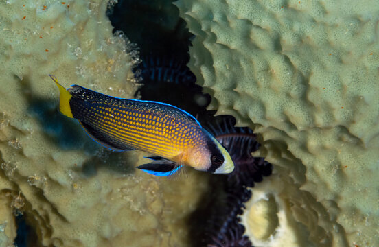 Splendid dotyback, Pseudochromis splendens, Raja Ampat Indonesia