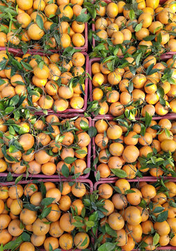 View of citrus fruits being processed and graded in crates at an orange orchard in Multan City, Punjab, Pakistan.