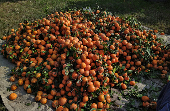 View of a large pile of freshly harvested oranges with green leaves spread on a tarp in an orchard in Multan City, Punjab, Pakistan.