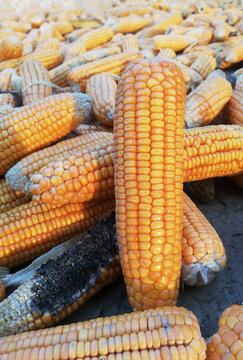 View of golden corn cobs drying in the sun on a farm field in Jahanian, Punjab, Pakistan.