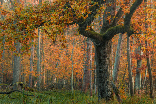 View of a large oak tree with mossy bark surrounded by dense autumn forest with vibrant orange and yellow foliage in Poland.
