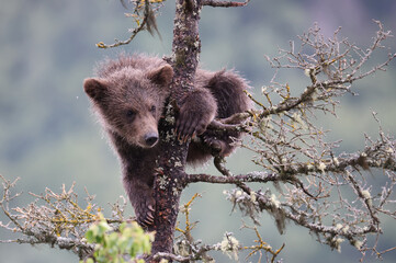 Bear cub at Brooks Falls Katamai national Park © Stefano