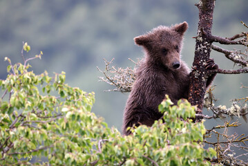 Bear cub at Brooks Falls Katamai national Park © Stefano