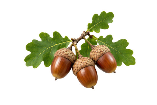 Three ripe brown acorns attached to an oak branch with fresh green lobed leaves, isolated on a clean white background. Detailed botanical composition showing textured caps, glossy nuts, natural bark