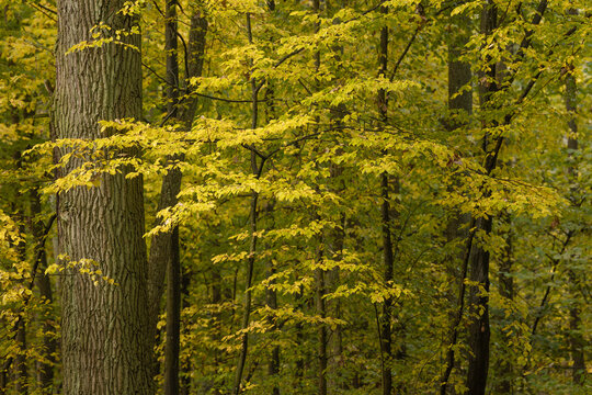View of autumn forest with vibrant yellow leaves on trees and textured tree trunks in Poland.