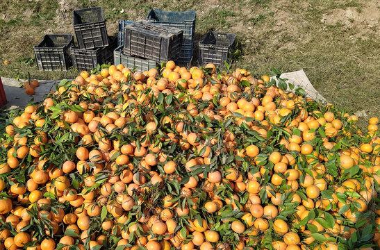 View of a large pile of freshly harvested oranges with green leaves in an orchard with plastic crates in the background in Multan City, Punjab, Pakistan.